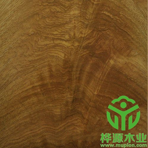 金叉木皮裝修精品0.5mm，高檔樹杈木皮批理供應